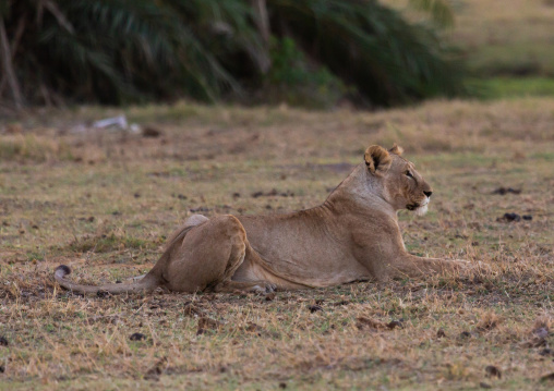 Lioness resting, Kajiado County, Amboseli, Kenya