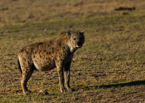 Spotted Hyena looking at camera, Kajiado County, Amboseli, Kenya