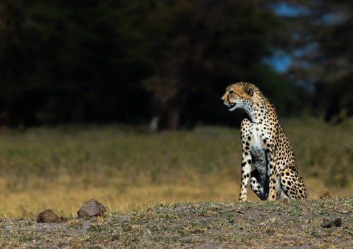 Cheetah (acinonyx jubatus) looking away, Kajiado County, Amboseli, Kenya