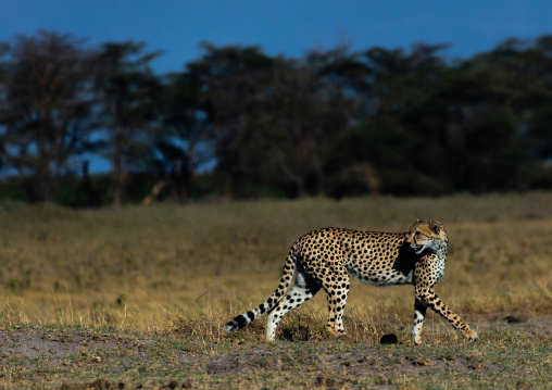 Cheetah (acinonyx jubatus) looking back, Kajiado County, Amboseli, Kenya