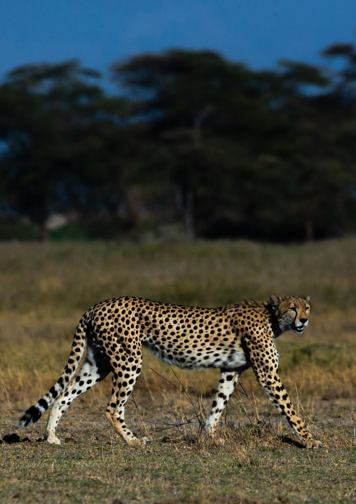 Cheetah (acinonyx jubatus), Kajiado County, Amboseli, Kenya