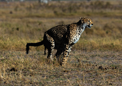 Cheetah (acinonyx jubatus) defecating, Kajiado County, Amboseli, Kenya