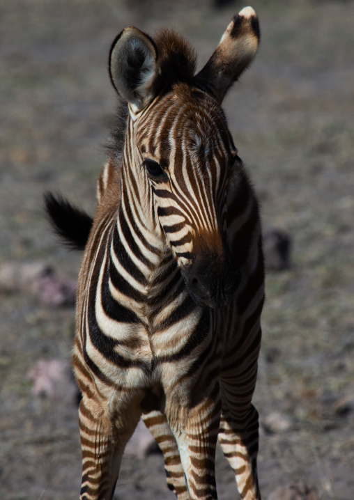 Baby zebra, Kajiado County, Amboseli, Kenya