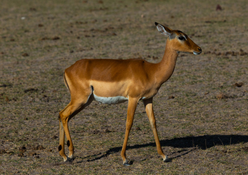 Female impala (Aepyceros melampus), Kajiado County, Amboseli, Kenya