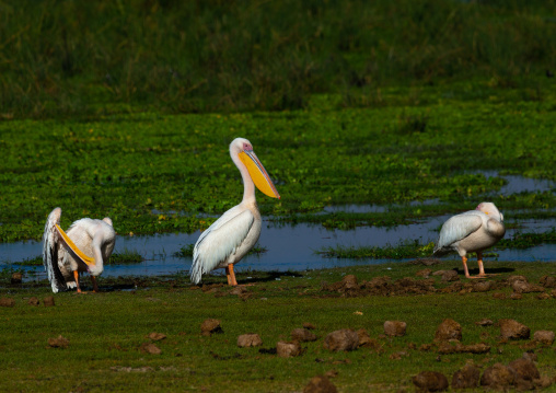 Great White Pelicans (Pelecanus onocrotalus), Kajiado County, Amboseli, Kenya