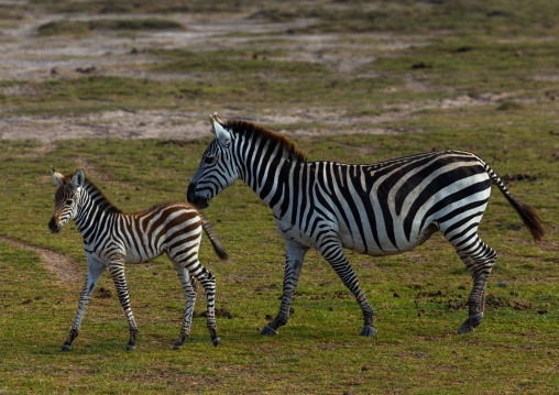 Zebra female with her baby, Kajiado County, Amboseli, Kenya