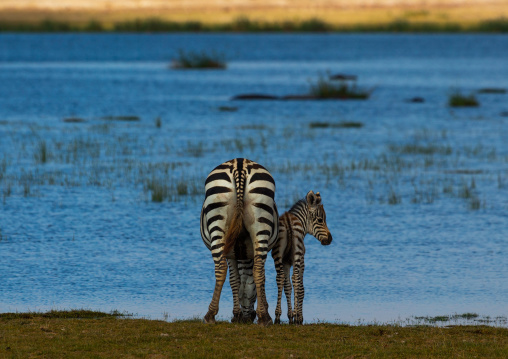 Zebra female with her baby in front of a lake, Kajiado County, Amboseli, Kenya