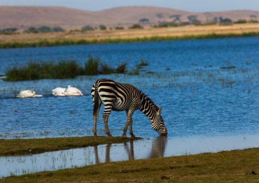 Zebra drinking in a lake, Kajiado County, Amboseli, Kenya