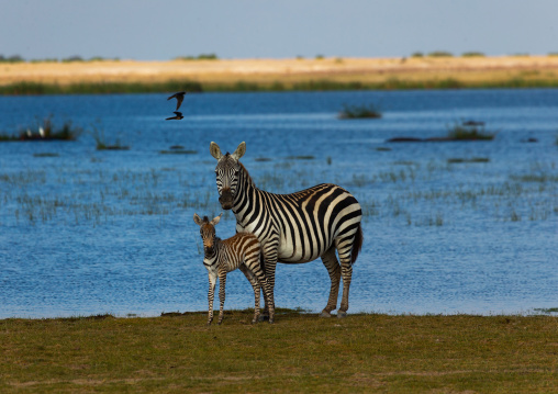 Zebra female with her baby in front of a lake, Kajiado County, Amboseli, Kenya