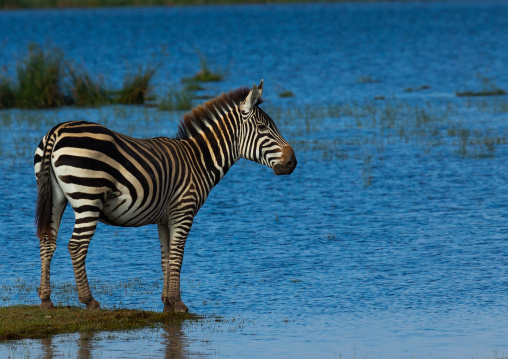 Zebra near a lake, Kajiado County, Amboseli, Kenya