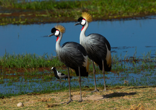 Grey crowned cranes couple (Balearica regulorum), Kajiado County, Amboseli, Kenya