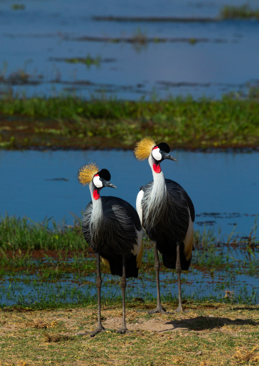 Grey crowned cranes couple (Balearica regulorum), Kajiado County, Amboseli, Kenya
