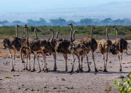 Group of ostriches (Struthio Camelus), Kajiado County, Amboseli, Kenya