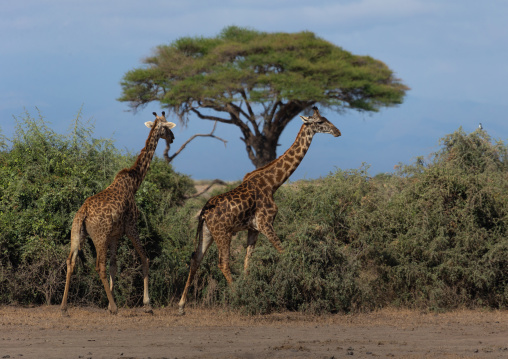 Giraffes (giraffa camelopardalis) in the bush, Kajiado County, Amboseli, Kenya