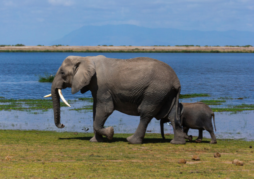 Elephant mother with her baby (Loxodonta africana), Kajiado County, Amboseli, Kenya