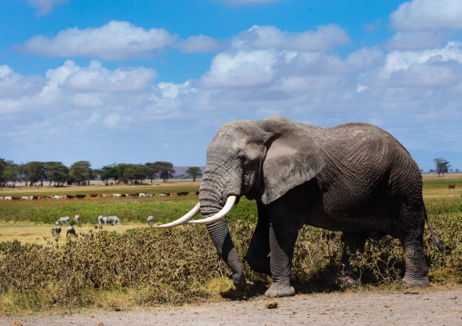 Elephant (Loxodonta africana) with long tusks, Kajiado County, Amboseli, Kenya