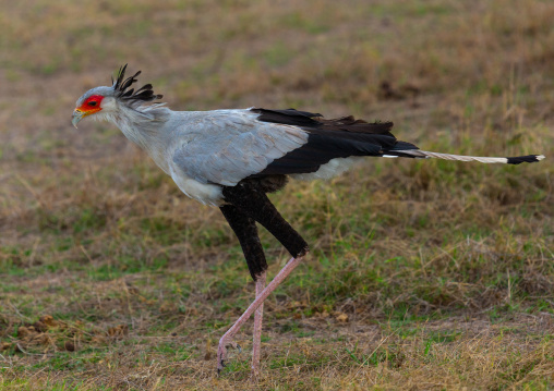 Secretary bird (sagittarius serpentarius, Kajiado County, Amboseli, Kenya