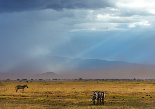 Zebras in the savanna, Kajiado County, Amboseli, Kenya