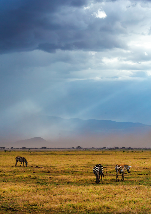 Zebras in the savanna, Kajiado County, Amboseli, Kenya