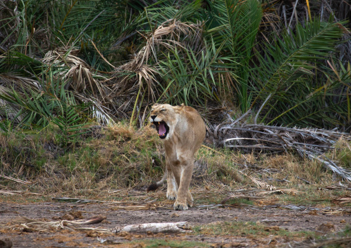 Lioness roaring, Kajiado County, Amboseli, Kenya