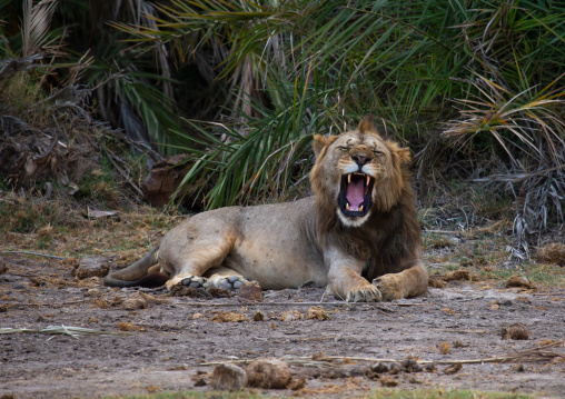 Lion roaring, Kajiado County, Amboseli, Kenya