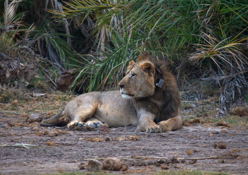 Lion looking away, Kajiado County, Amboseli, Kenya