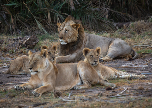Lion with lionesses, Kajiado County, Amboseli, Kenya