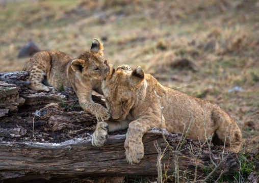 Lion Cubs playing together, Kajiado County, Amboseli, Kenya