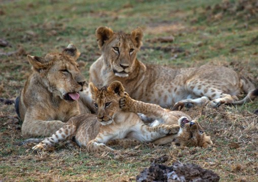 Lioness with her cubs, Kajiado County, Amboseli, Kenya