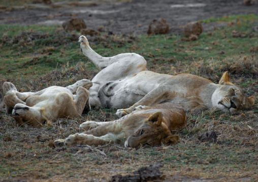 Lions family sleeping, Kajiado County, Amboseli, Kenya