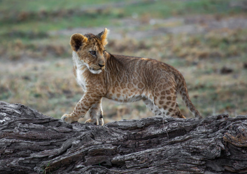 Lion Cub, Kajiado County, Amboseli, Kenya