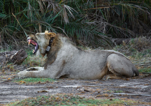Lion with a GPS collar roaring, Kajiado County, Amboseli, Kenya