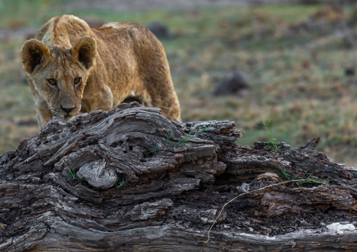 Lioness on a dead trunk, Kajiado County, Amboseli, Kenya