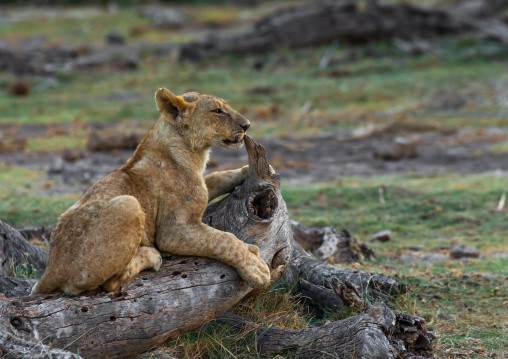 Lioness on a dead trunk, Kajiado County, Amboseli, Kenya
