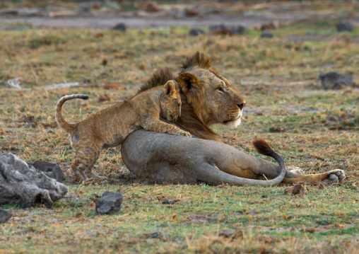 Lion cub playing with his father, Kajiado County, Amboseli, Kenya