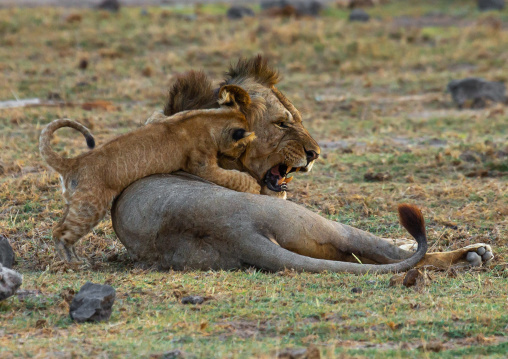 Lion cub playing with his father, Kajiado County, Amboseli, Kenya