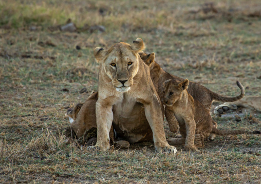 Lioness with her cubs, Kajiado County, Amboseli, Kenya