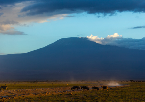 Wildebeests at the foot of Mount Kilimanjaro, Kajiado County, Amboseli, Kenya