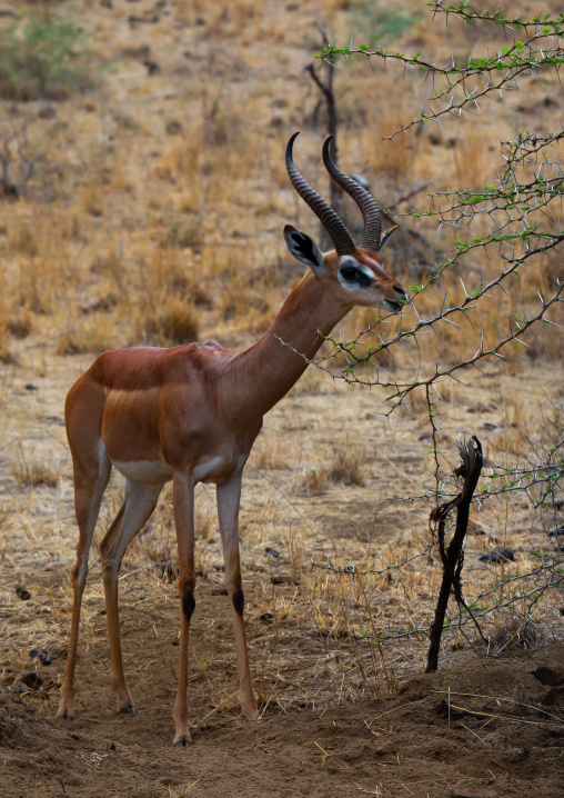 Gerenuk (Litocranius walleri), Coast Province, Tsavo West National Park, Kenya