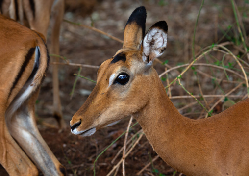 Female impala (Aepyceros melampus), Coast Province, Tsavo West National Park, Kenya