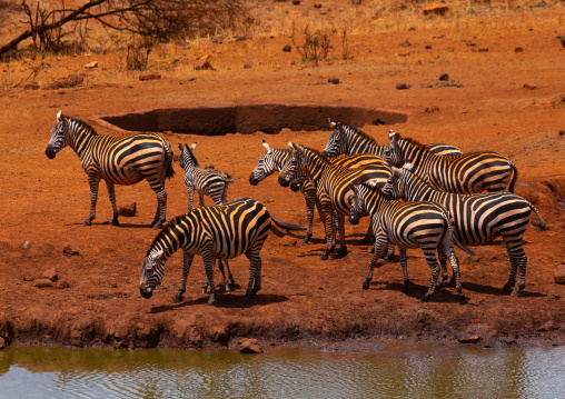 Common zebras (Equus quagga) drinking in a water pond, Coast Province, Tsavo West National Park, Kenya