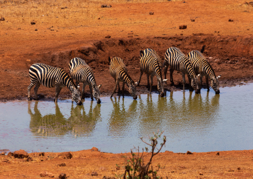 Common zebras (Equus quagga) drinking in a water pond, Coast Province, Tsavo West National Park, Kenya