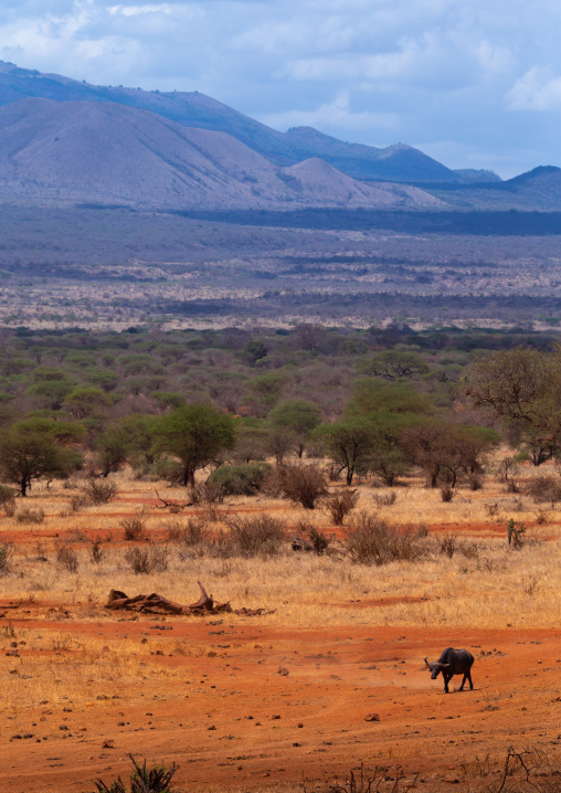 Buffalo in the bush, Coast Province, Tsavo West National Park, Kenya