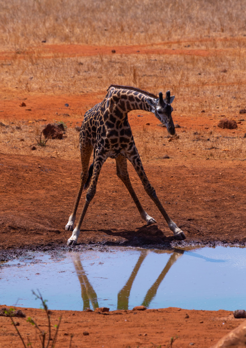 Giraffe drinking in a pond, Coast Province, Tsavo West National Park, Kenya
