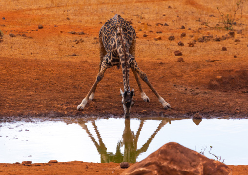 Giraffe drinking in a pond, Coast Province, Tsavo West National Park, Kenya
