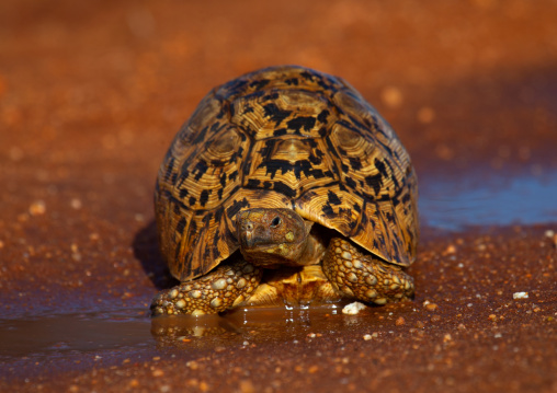 Leopard tortoise (Geochelone pardalis), Coast Province, Tsavo West National Park, Kenya