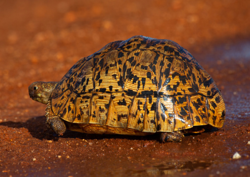 Leopard tortoise (Geochelone pardalis), Coast Province, Tsavo West National Park, Kenya