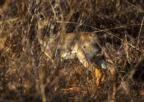 Dik-dik hiding in the bush, Coast Province, Tsavo West National Park, Kenya