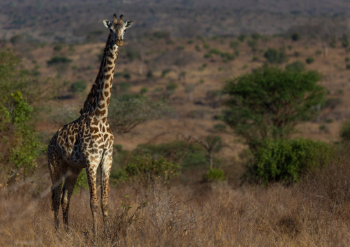 Giraffe in the bush, Coast Province, Tsavo West National Park, Kenya