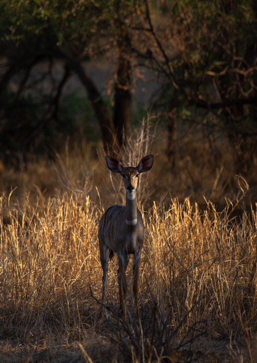 Great kudu female (tragelaphus strepsiceros), Coast Province, Tsavo West National Park, Kenya